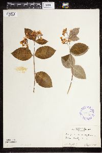 Apocynum androsaemifolium image