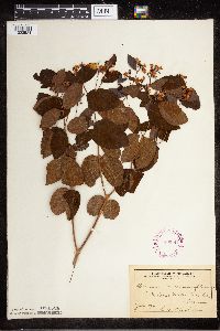 Apocynum androsaemifolium image