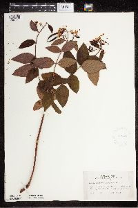 Apocynum androsaemifolium image