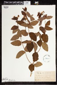 Apocynum androsaemifolium image