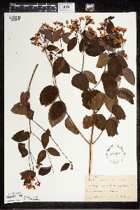 Apocynum androsaemifolium image