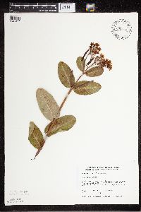 Apocynum cannabinum image