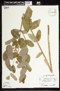 Apocynum cannabinum image