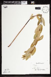 Apocynum cannabinum image