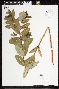 Apocynum cannabinum image
