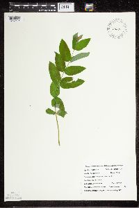 Media resource of Apocynum x floribundum