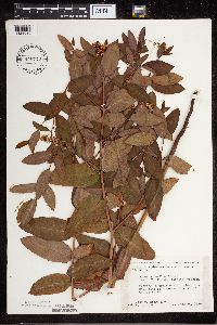 Apocynum x floribundum image