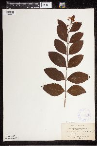 Apocynum x floribundum image