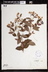 Apocynum x floribundum image