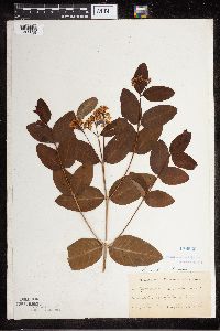 Apocynum x floribundum image
