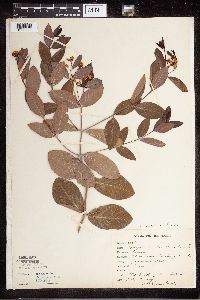 Apocynum x floribundum image