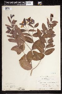Apocynum x floribundum image