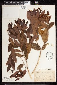 Apocynum x floribundum image