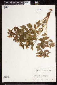 Apocynum x floribundum image