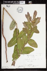 Apocynum cannabinum image