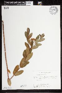 Apocynum cannabinum image