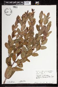 Apocynum cannabinum image