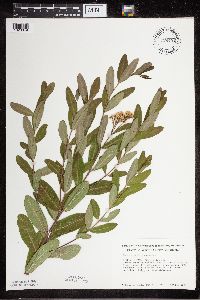 Apocynum cannabinum image