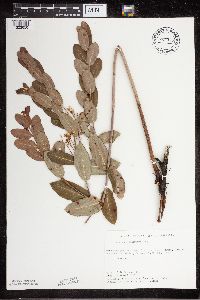 Apocynum cannabinum image