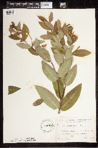 Apocynum cannabinum image