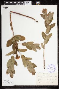Apocynum cannabinum image