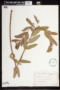 Apocynum cannabinum image