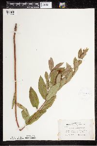 Apocynum cannabinum image