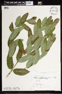 Apocynum cannabinum image