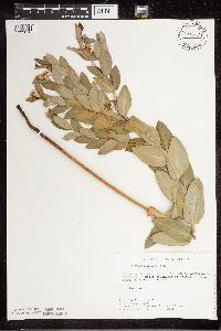 Apocynum cannabinum image