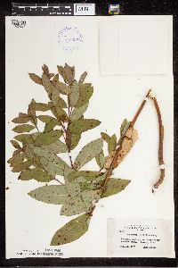 Apocynum cannabinum image