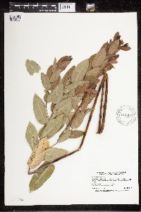 Apocynum cannabinum image
