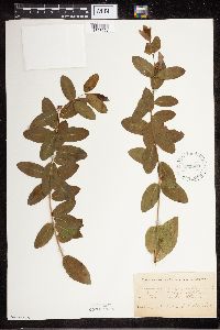 Apocynum cannabinum image
