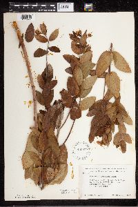 Apocynum cannabinum image