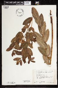 Apocynum cannabinum image