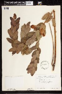 Apocynum cannabinum image