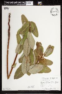Apocynum cannabinum image