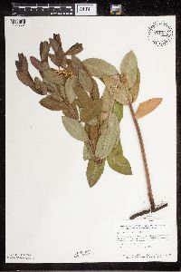 Apocynum cannabinum image