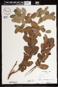 Apocynum cannabinum image