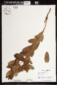 Apocynum cannabinum image