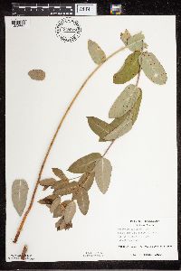 Apocynum cannabinum image