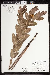 Apocynum cannabinum image