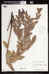 Apocynum cannabinum image