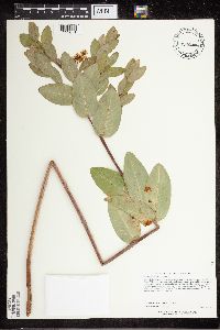 Apocynum cannabinum image