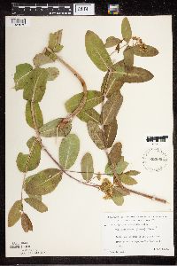 Apocynum cannabinum image