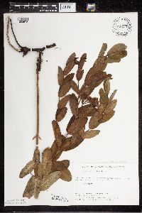 Apocynum cannabinum image