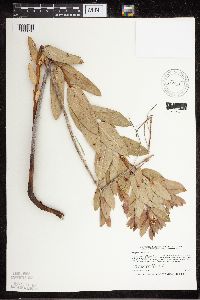 Apocynum cannabinum image