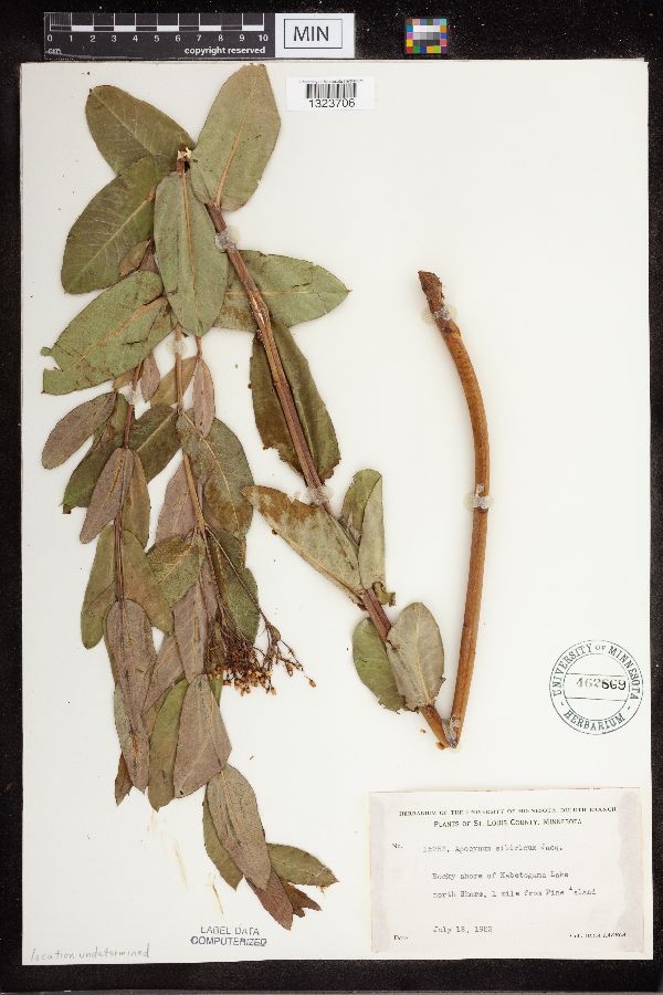Apocynum cannabinum image