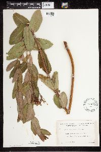 Apocynum cannabinum image