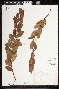 Apocynum cannabinum image