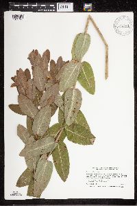 Apocynum cannabinum image